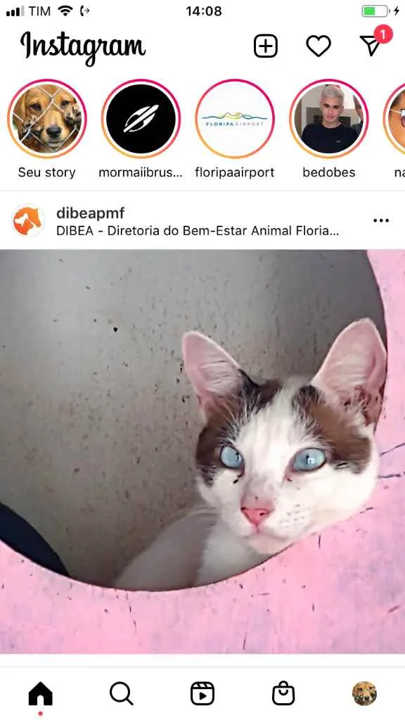 Gato ra a  idade 2 a 6 meses nome Não sei 