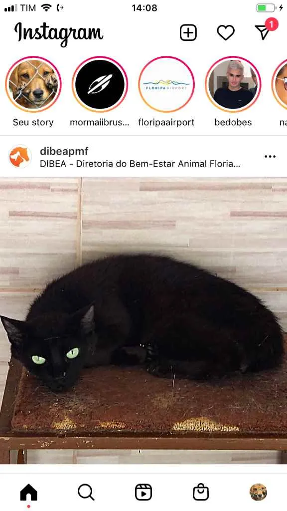 Gato ra a  idade 2 a 6 meses nome Não sei 