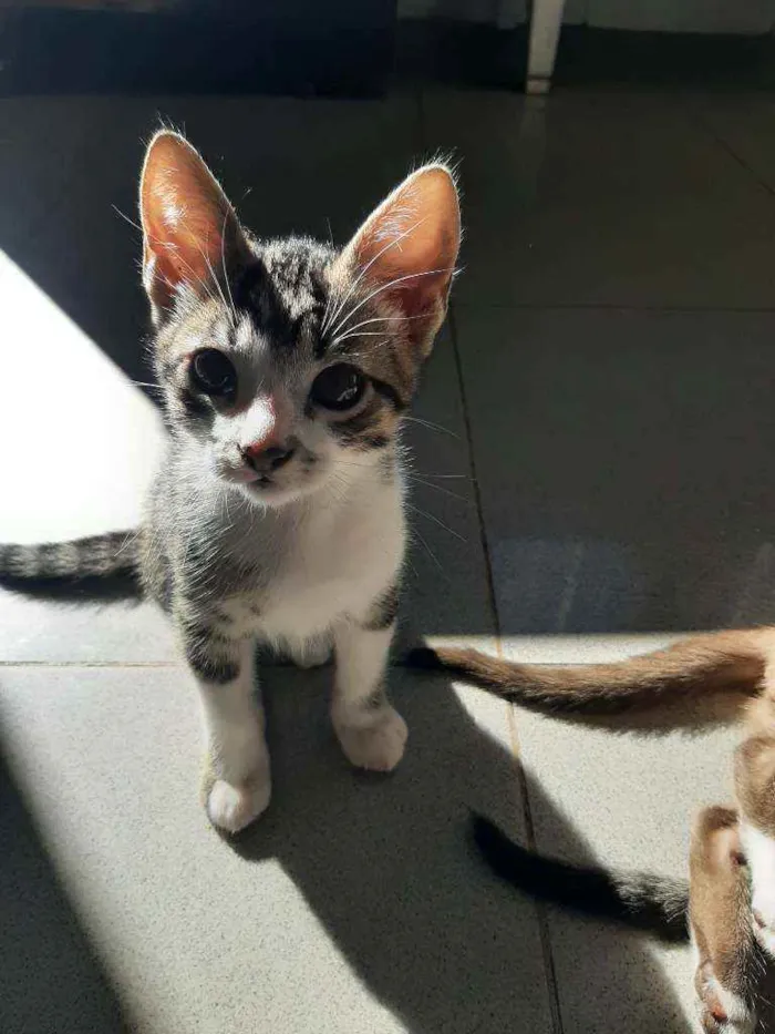 Gato ra a Srd  idade 2 a 6 meses nome Patinhas brancas