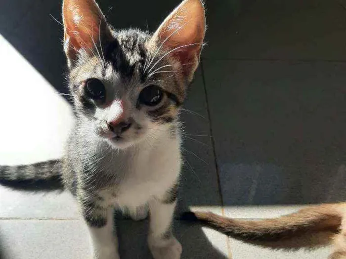 Gato ra a Srd  idade 2 a 6 meses nome Patinhas brancas