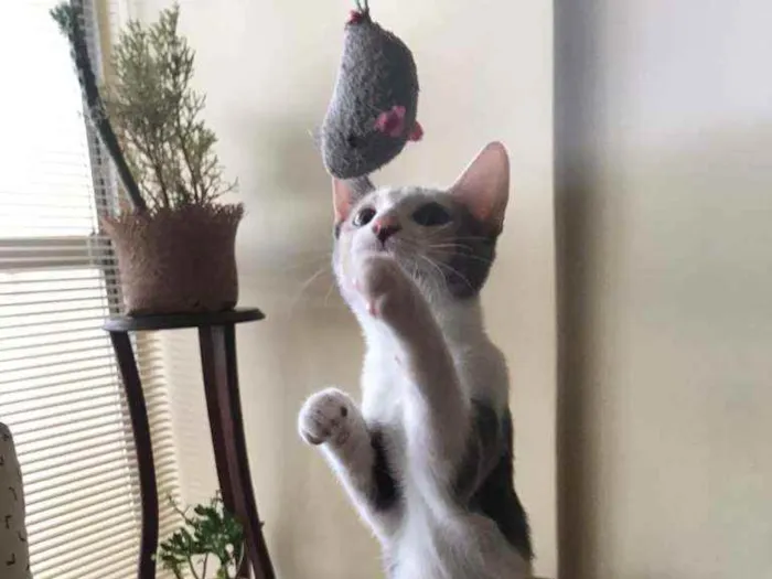 Gato raça SRD idade 1 ano nome Flora