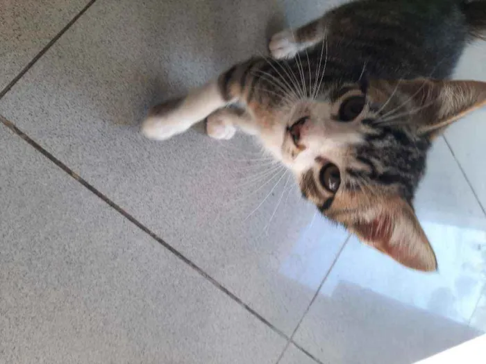 Gato ra a Srd  idade 2 a 6 meses nome Patinhas brancas