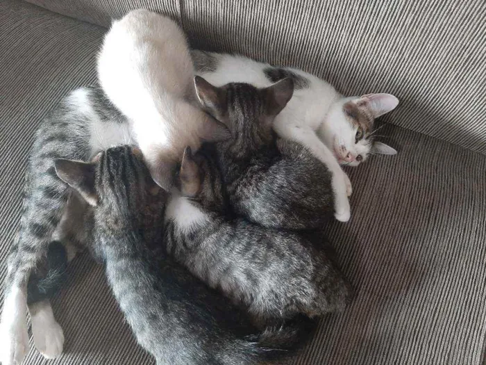 Gato ra a Srd  idade 2 a 6 meses nome Patinhas brancas
