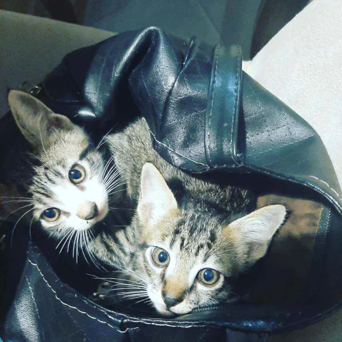 Gato ra a Srd  idade 2 a 6 meses nome Patinhas brancas