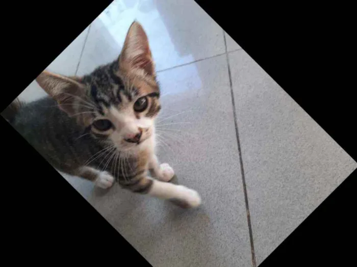 Gato ra a Srd  idade 2 a 6 meses nome Patinhas brancas
