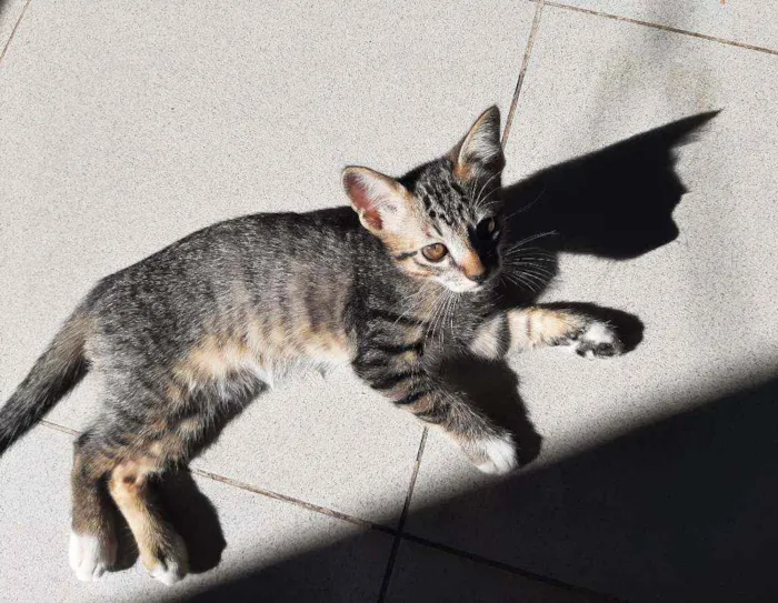 Gato ra a Srd  idade 2 a 6 meses nome Olho junto