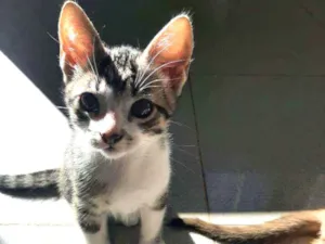 Gato raça Srd  idade 2 a 6 meses nome Patinhas brancas