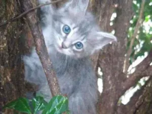 Gato raça  idade Abaixo de 2 meses nome Sem nome