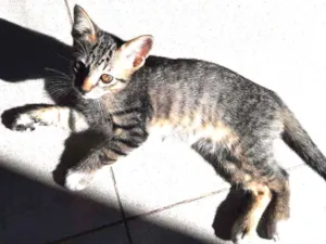 Gato raça Srd  idade 2 a 6 meses nome Olho junto