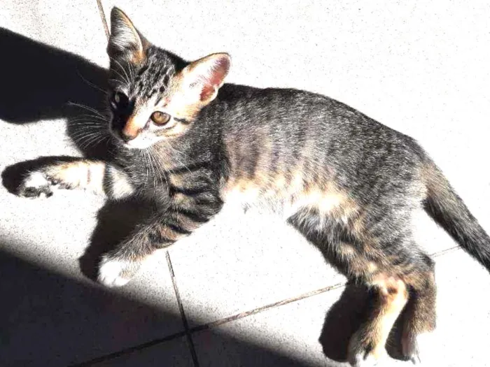 Gato ra a Srd  idade 2 a 6 meses nome Olho junto