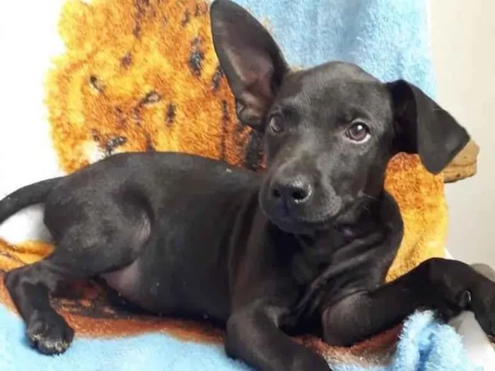 Cachorro raça SRD-ViraLata idade 2 a 6 meses nome ORELHINHA