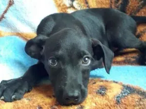 Cachorro raça SRD-ViraLata idade 2 a 6 meses nome PIRILAMPO