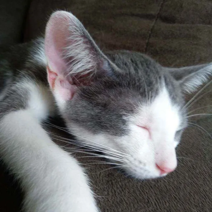 Gato raça Vira lata idade 2 a 6 meses nome s/n