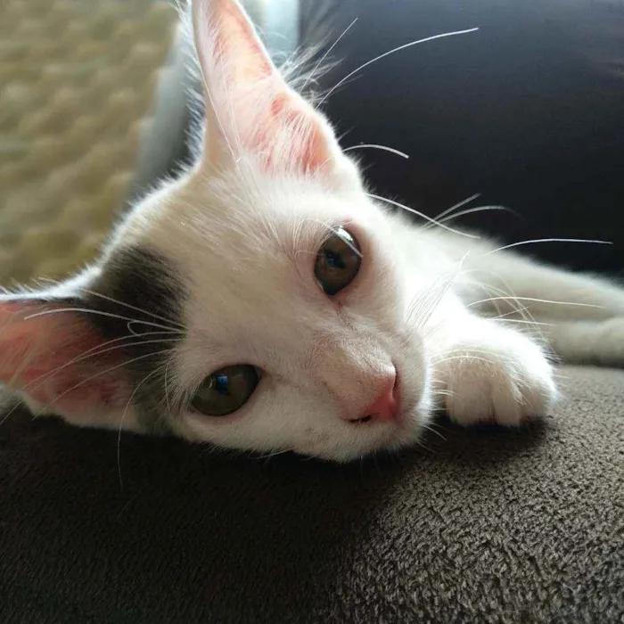 Gato raça Vira lata idade 2 a 6 meses nome s/n