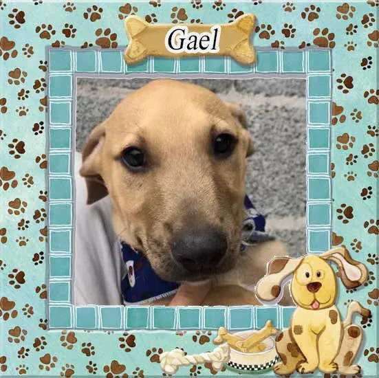 Cachorro raça SRD-ViraLata idade 2 a 6 meses nome Gael