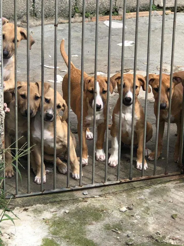 Cachorro raça SRD-ViraLata idade 2 a 6 meses nome Gael