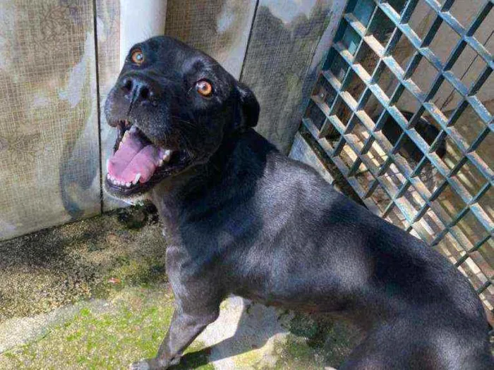 Cachorro ra a Mix de Boxer idade 1 ano nome Yasmin