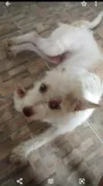 Pety