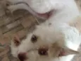 Pety