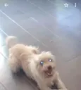 Pety