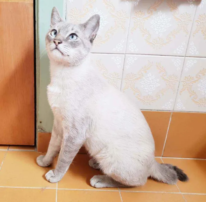 Gato raça Srd idade 1 ano nome Nicolau