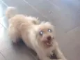 Pety
