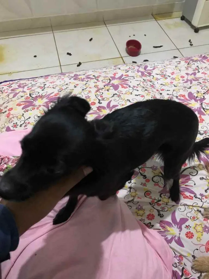 Cachorro raça Misturado pinche  idade 1 ano nome Nina