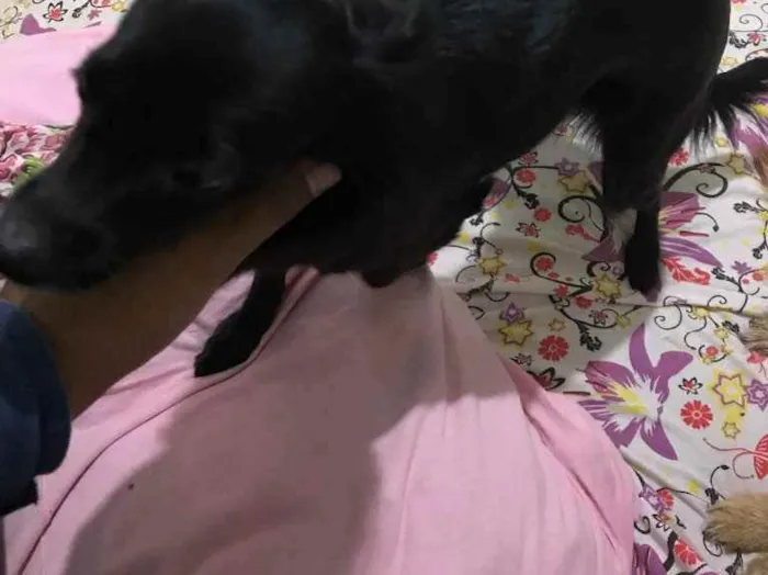 Cachorro raça Misturado pinche  idade 1 ano nome Nina