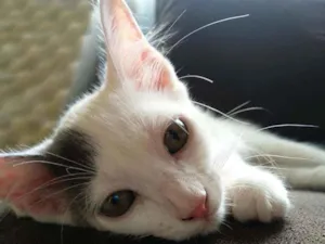Gato raça Vira lata idade 2 a 6 meses nome s/n