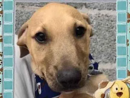 Cachorro raça SRD-ViraLata idade 2 a 6 meses nome Gael