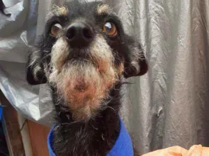 Cachorro raça Srd idade 3 anos nome Igor