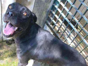 Cachorro raça Mix de Boxer idade 1 ano nome Yasmin