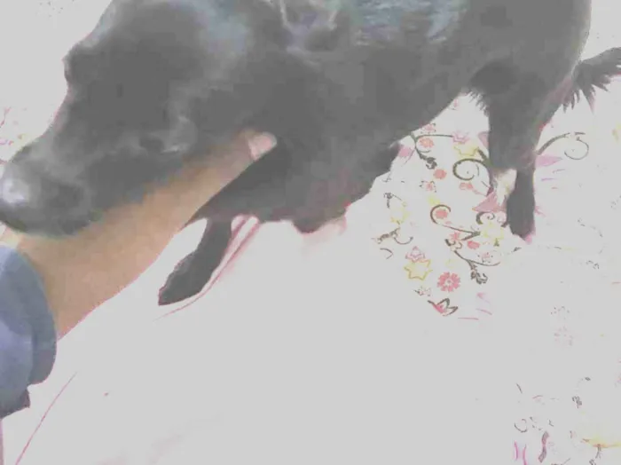 Cachorro raça Misturado pinche  idade 1 ano nome Nina
