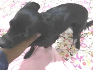 Cachorro raça Misturado pinche  idade 1 ano nome Nina