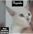 FLOQUINHO