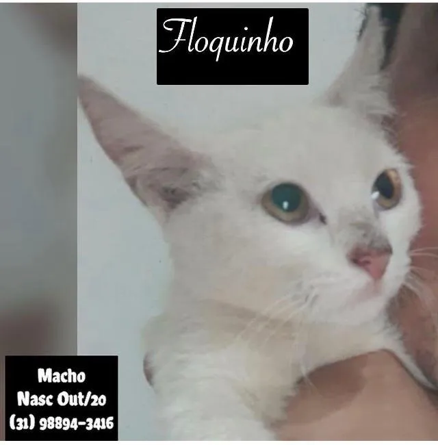 Gato raça SRD idade 2 a 6 meses nome FLOQUINHO