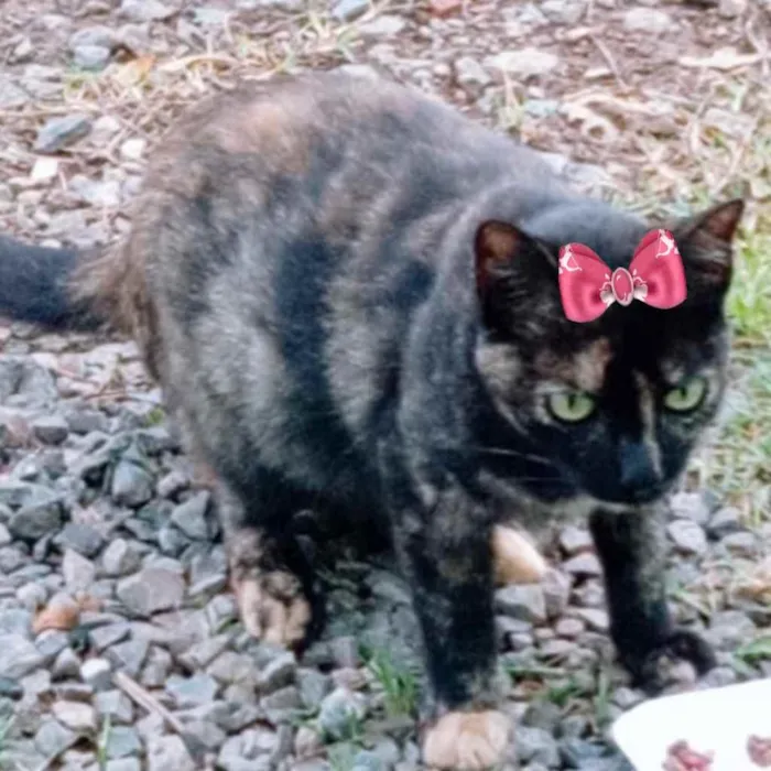 Gato ra a SRD idade 2 a 6 meses nome Cléo 