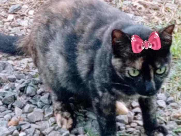 Gato ra a SRD idade 2 a 6 meses nome Cléo 