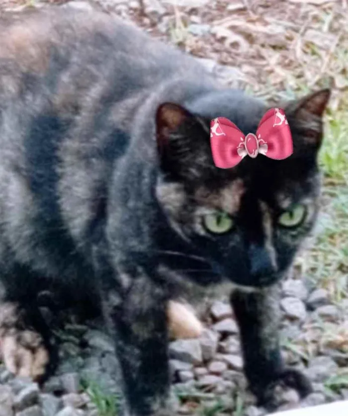Gato ra a SRD idade 2 a 6 meses nome Cléo 