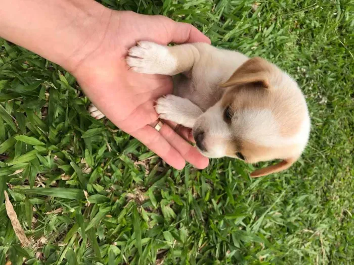 Cachorro ra a Vira latas  idade Abaixo de 2 meses nome Sem nome 