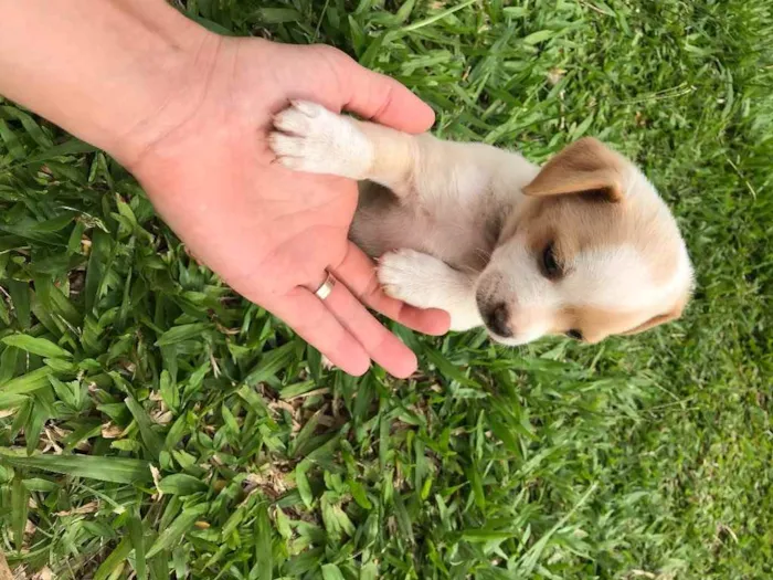 Cachorro ra a Vira latas  idade Abaixo de 2 meses nome Sem nome 