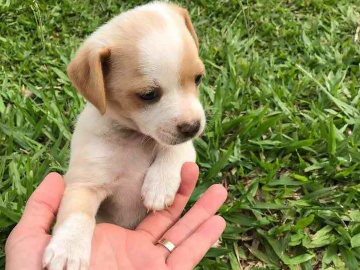 Cachorro ra a Vira latas  idade Abaixo de 2 meses nome Sem nome 