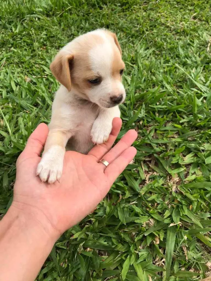 Cachorro ra a Vira lata  idade Abaixo de 2 meses nome Sem nome 