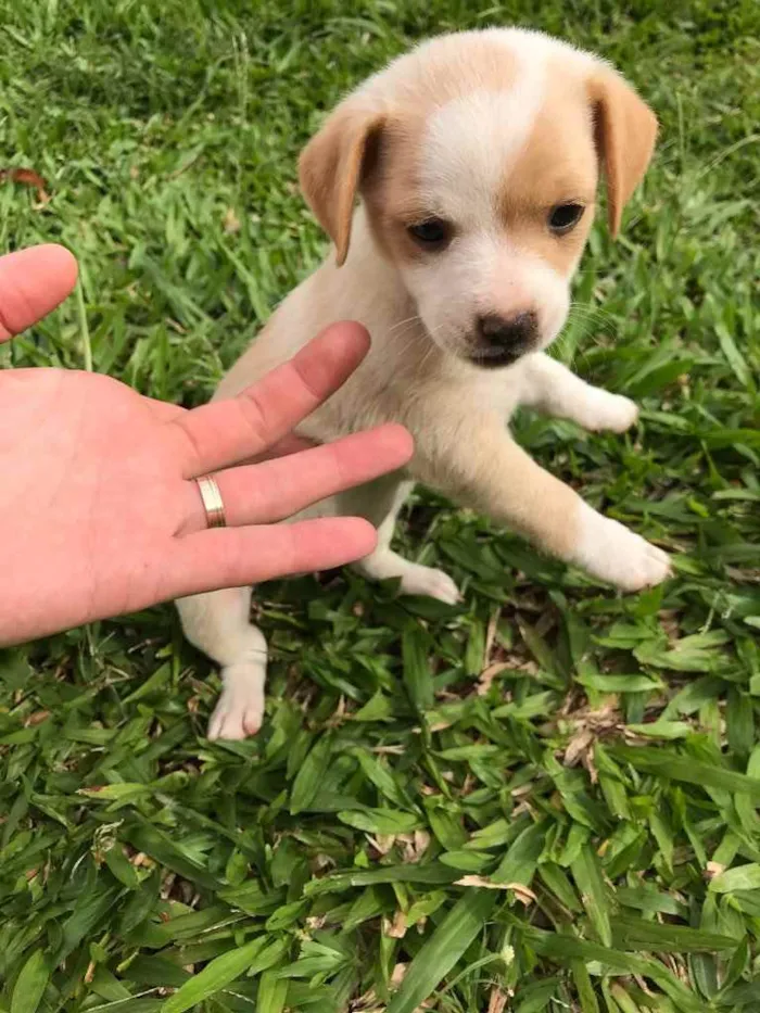 Cachorro ra a Vira lata  idade Abaixo de 2 meses nome Sem nome 