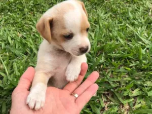 Cachorro raça Vira lata  idade Abaixo de 2 meses nome Sem nome 