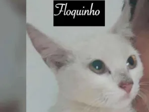 Gato raça SRD idade 2 a 6 meses nome FLOQUINHO