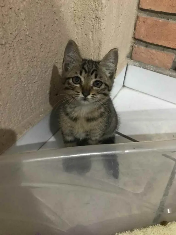 Gato ra a  idade 2 a 6 meses nome Sem nome