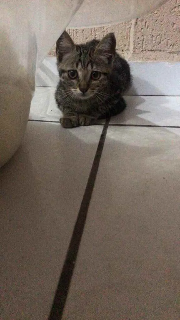 Gato ra a  idade 2 a 6 meses nome Sem nome
