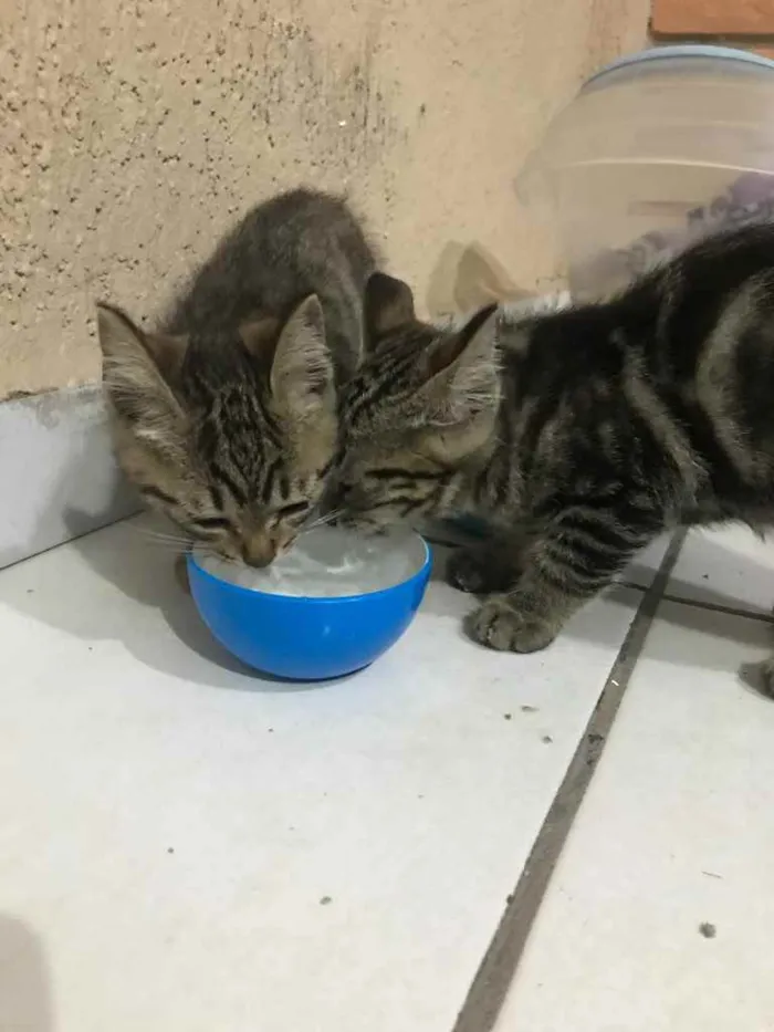 Gato ra a  idade 2 a 6 meses nome Sem nome