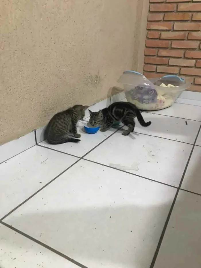 Gato ra a  idade 2 a 6 meses nome Sem nome